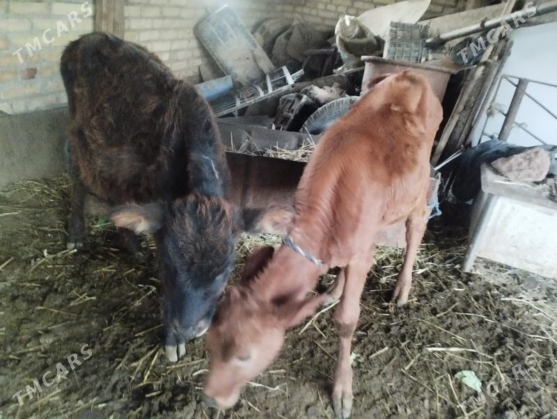 unajynlar - Çärjew - img 2