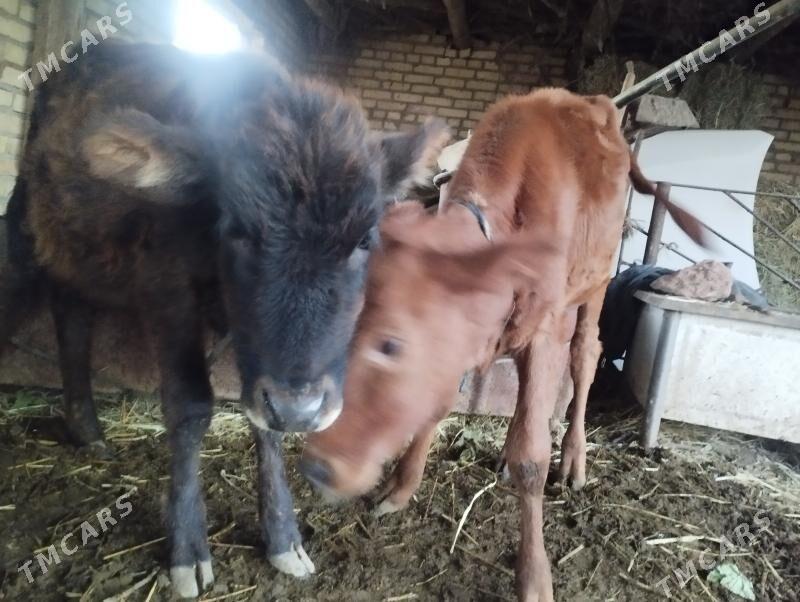 unajynlar - Çärjew - img 3