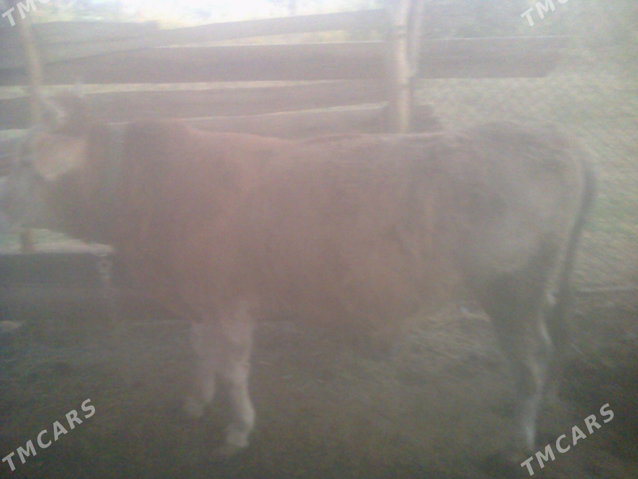 öküz - Теджен - img 3