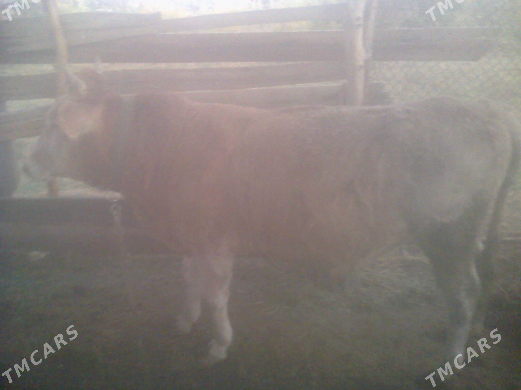 öküz - Теджен - img 1