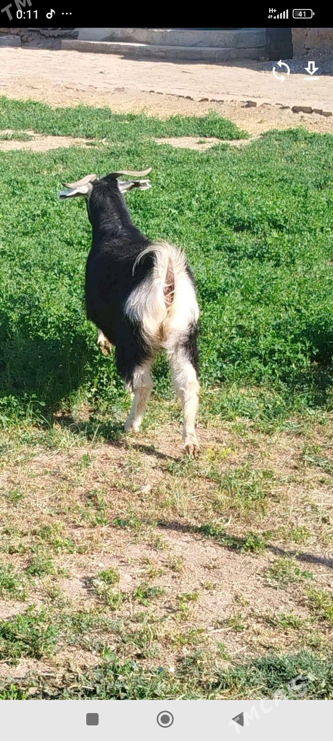 GoYun ve geçiler - Tejen - img 2