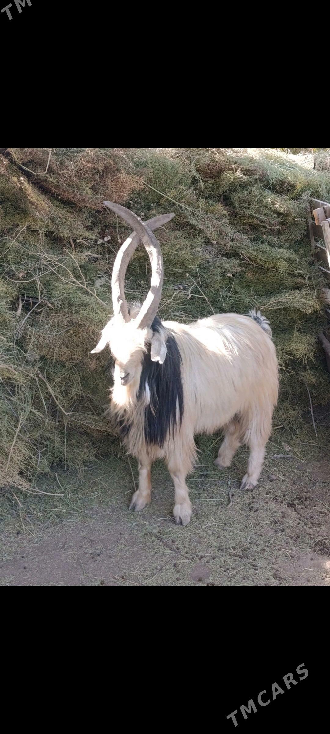 GoYun ve geçiler - Tejen - img 1