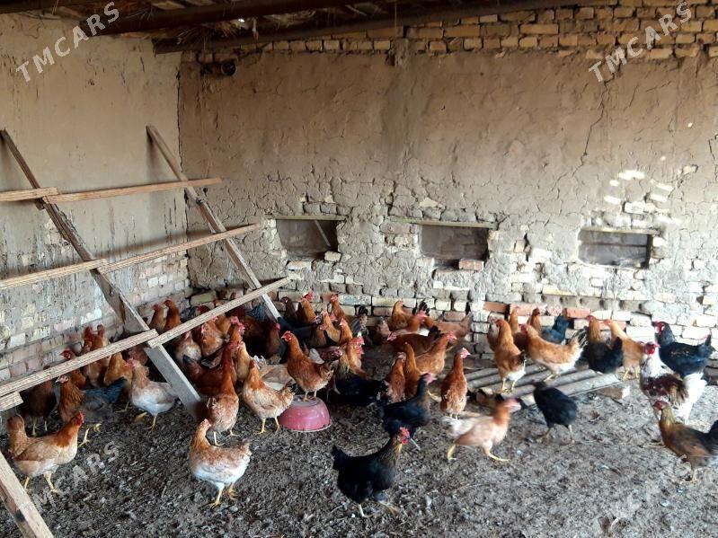 Towuk - Wekilbazar - img 4