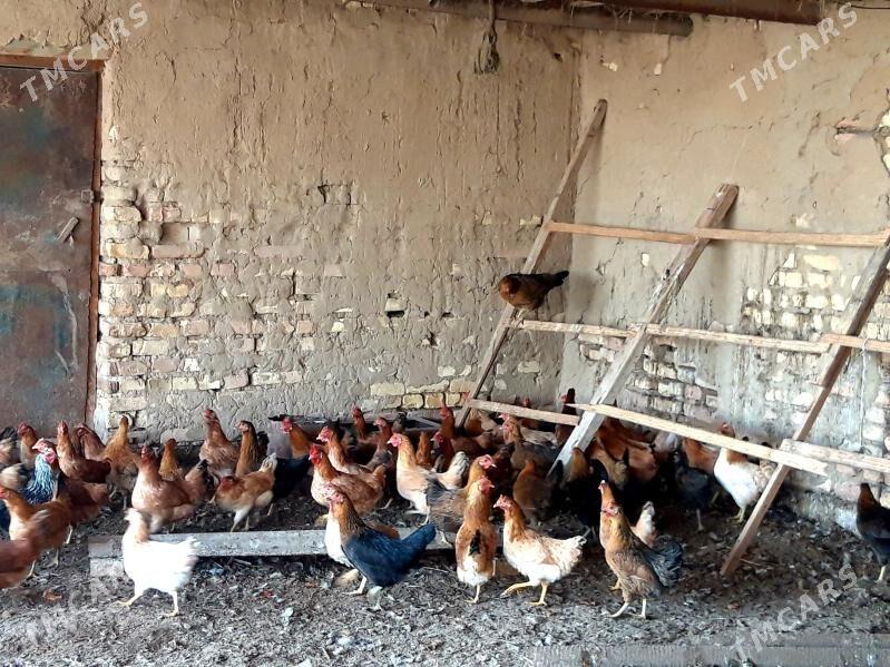 Towuk - Wekilbazar - img 3