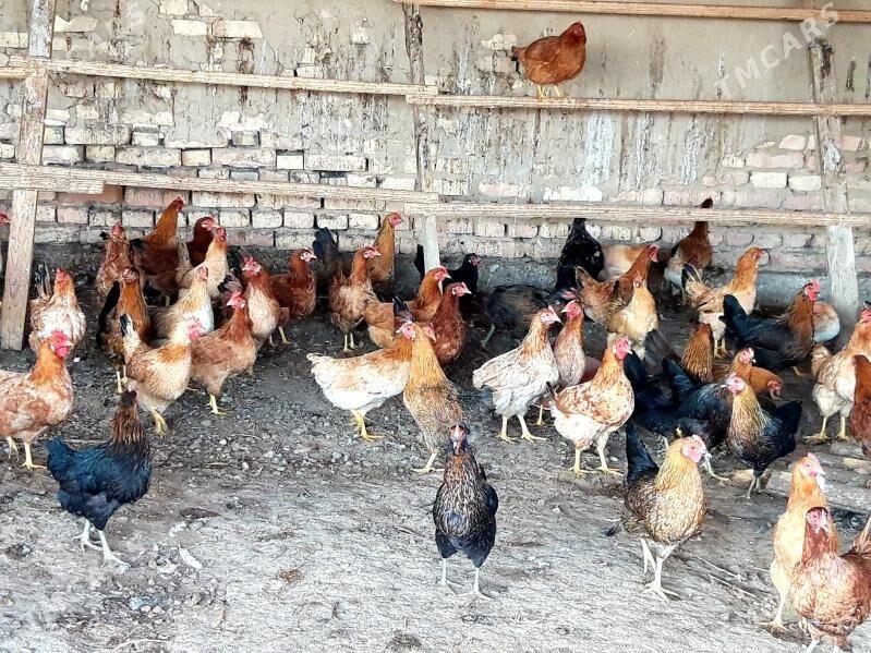 Towuk - Wekilbazar - img 1