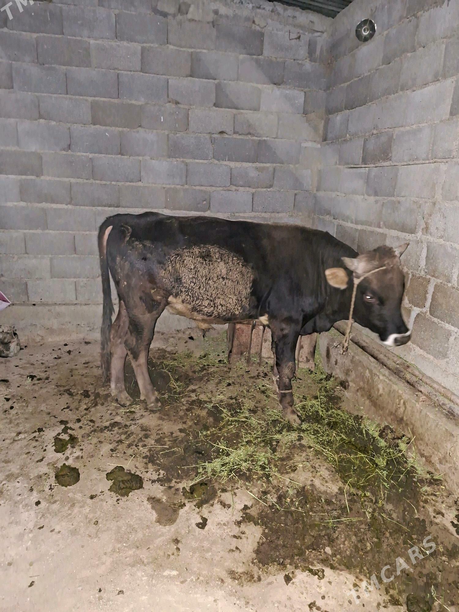 Okuz - Gökdepe - img 2