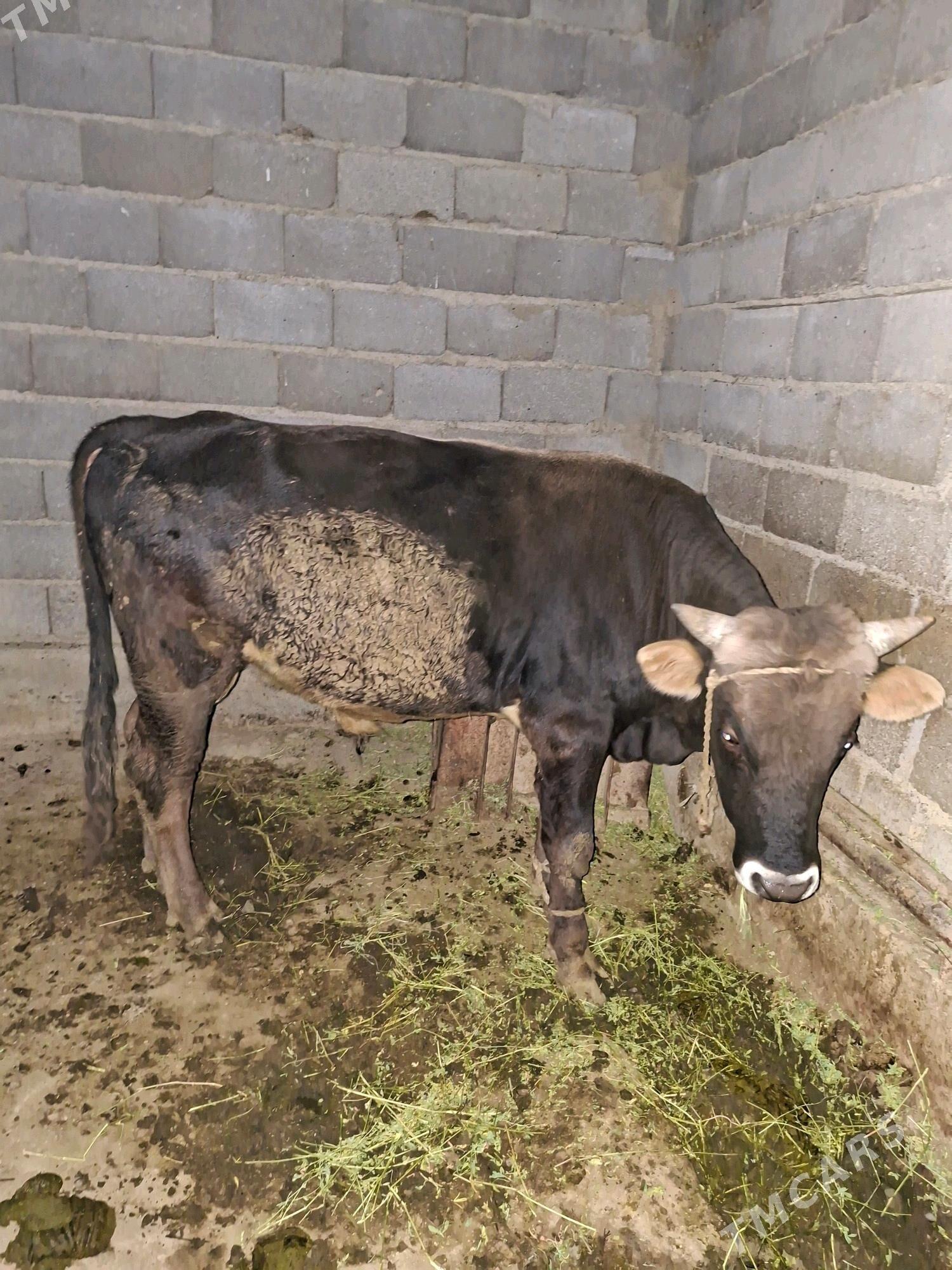 Okuz - Gökdepe - img 3