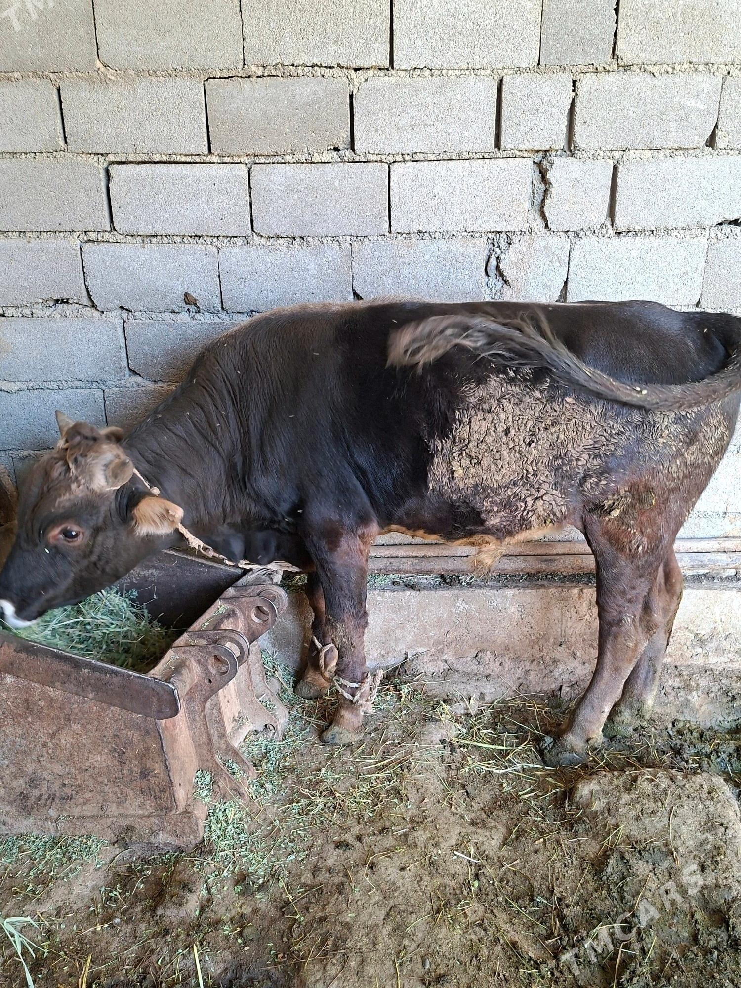 Okuz - Gökdepe - img 4