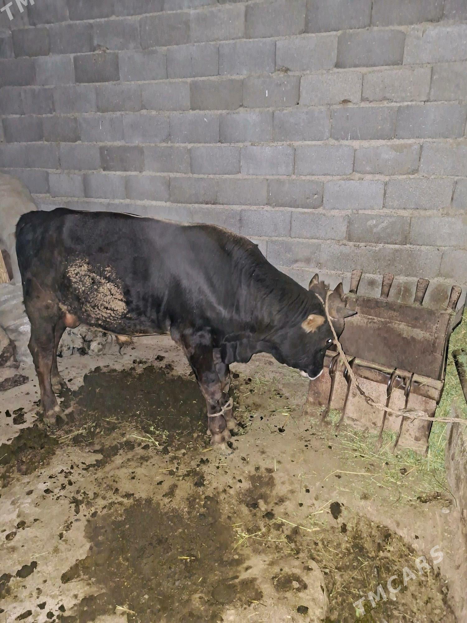 Okuz - Gökdepe - img 5