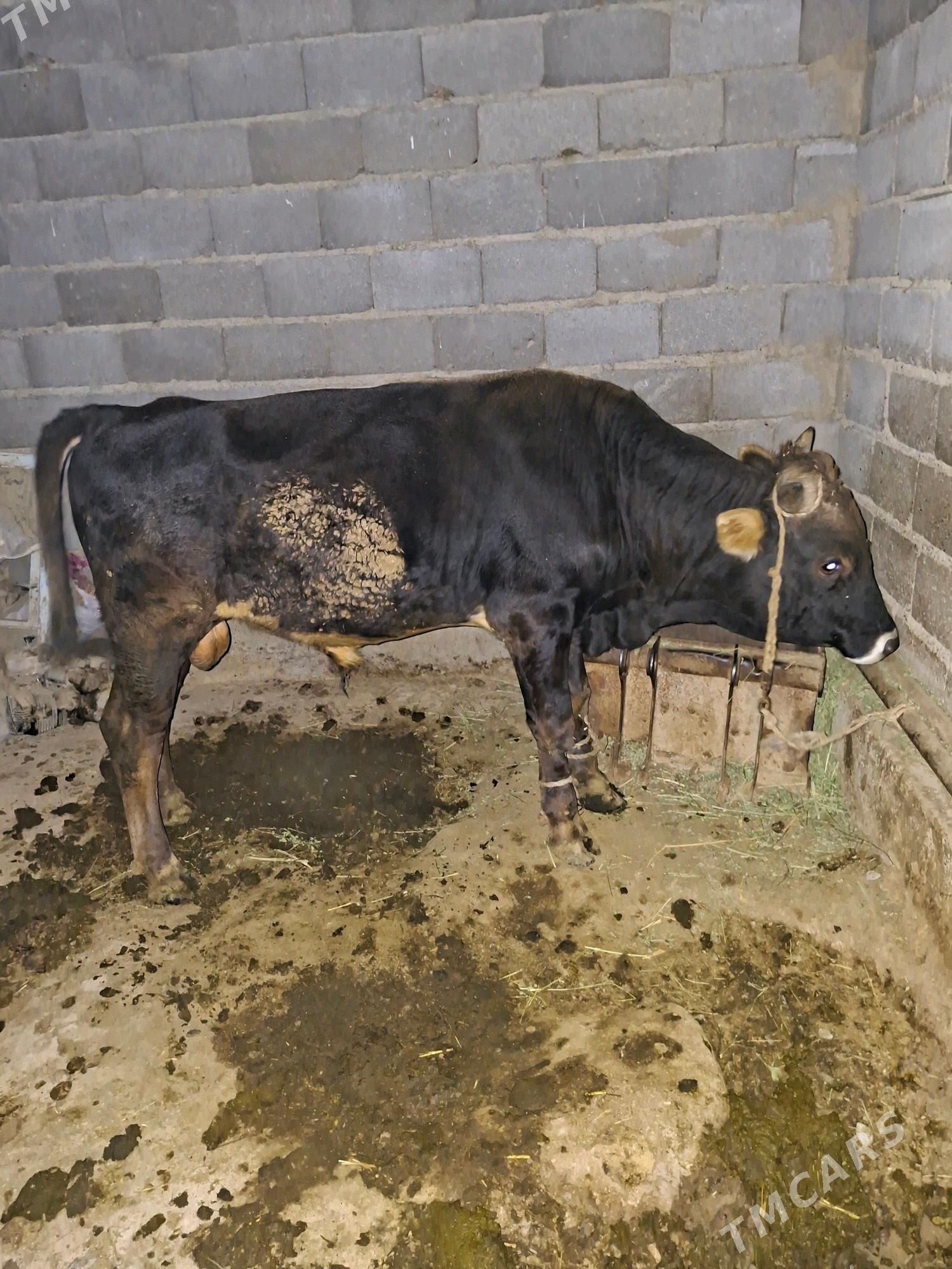 Okuz - Gökdepe - img 6