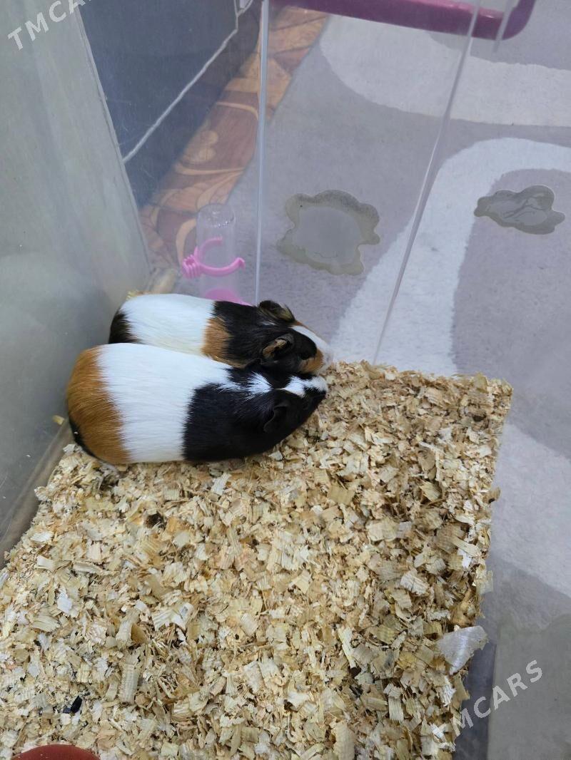 Морские свинки - 2 мкр - img 2