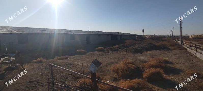 karamiyaz daca sygyr ferma. - Туркменабат - img 2