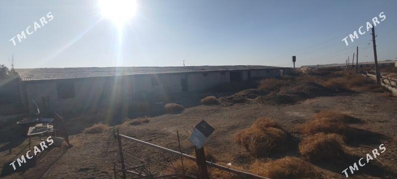 karamiyaz daca sygyr ferma. - Туркменабат - img 3