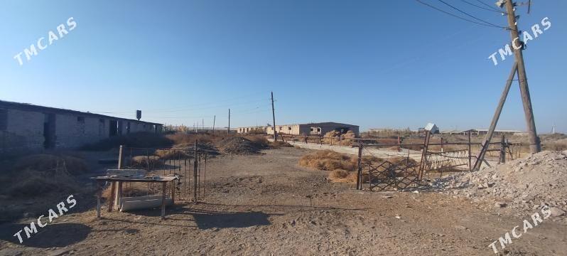 karamiyaz daca sygyr ferma. - Туркменабат - img 4