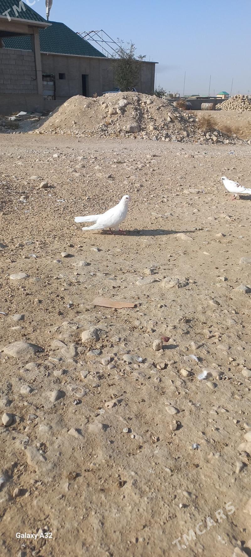 kepderi - Балканабат - img 2