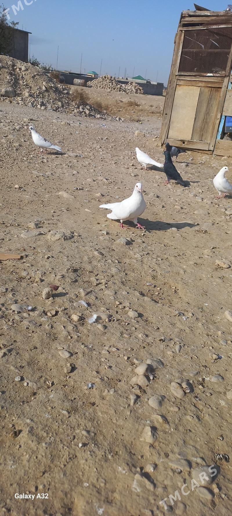 kepderi - Балканабат - img 3