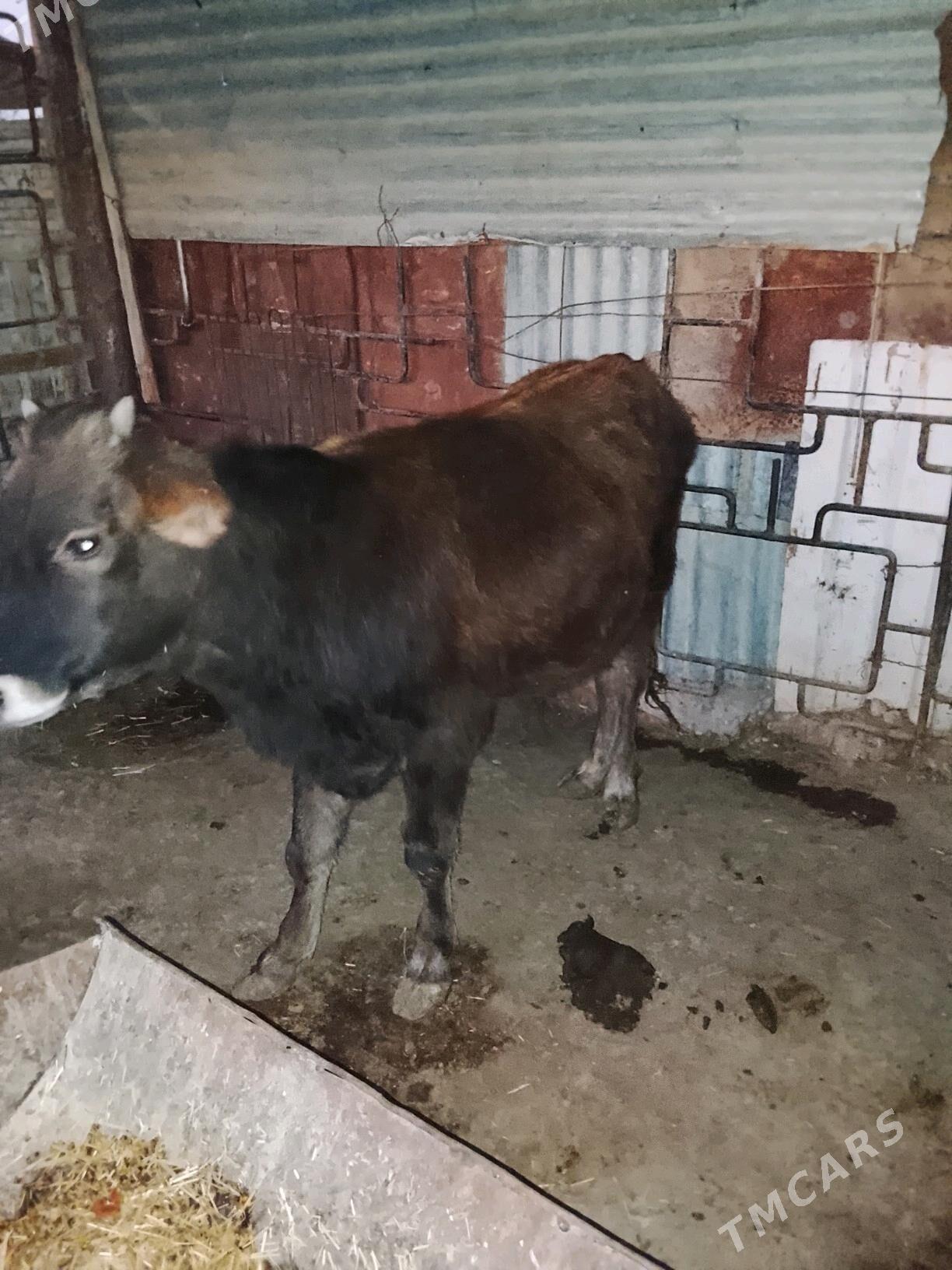 okuzçe 10 aýlyk - Balkanabat - img 1