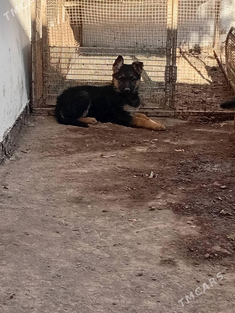 Awcarka gujik - Daşoguz - img 3