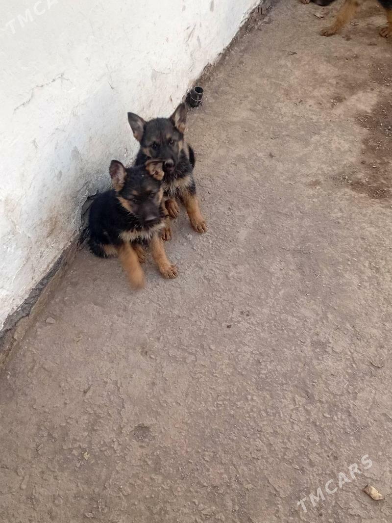 Awcarka gujik - Daşoguz - img 2