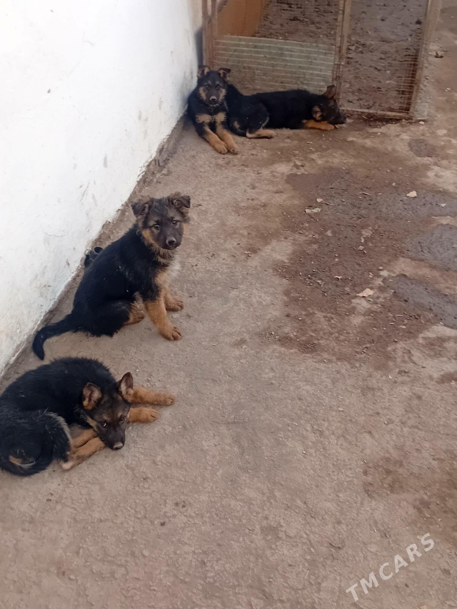 Awcarka gujik - Daşoguz - img 1