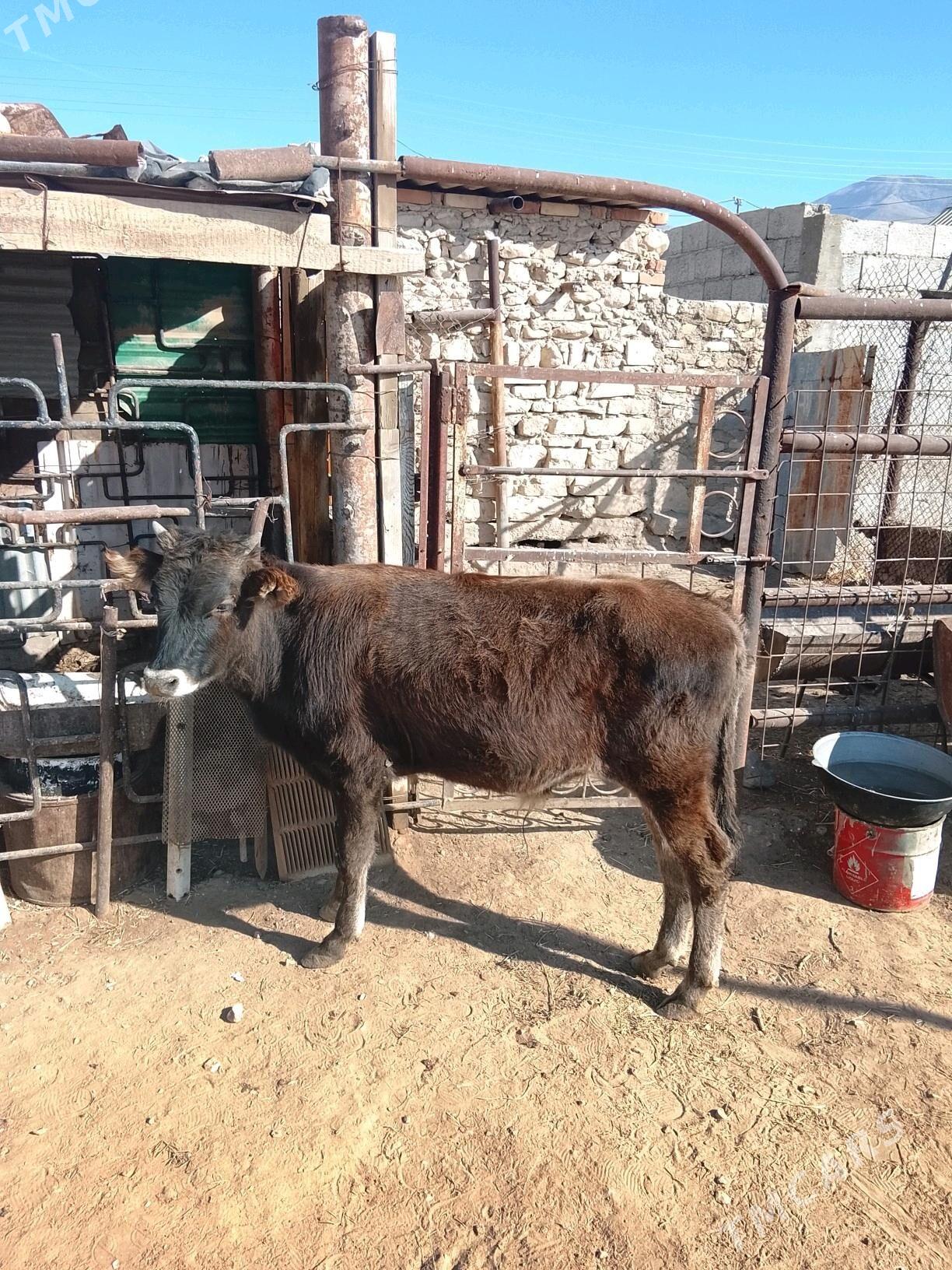 okuzçe 10 aýlyk - Balkanabat - img 2