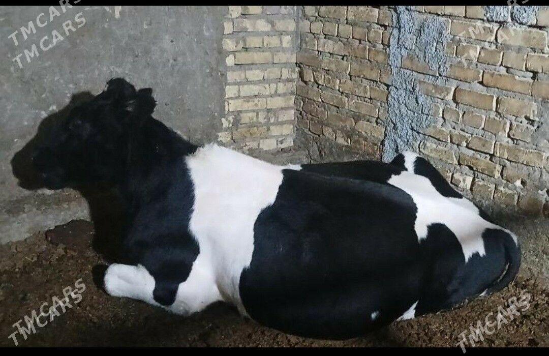 GALSTEYÍN OKUZ - Туркменабат - img 2