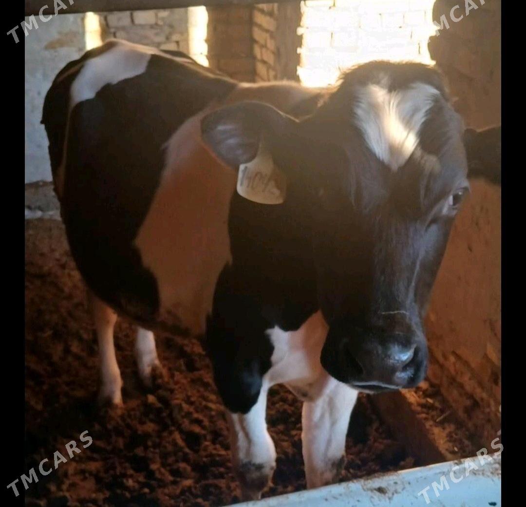 GALSTEYÍN OKUZ - Туркменабат - img 4