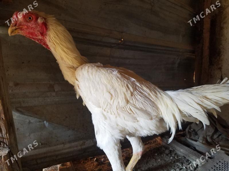 ак хораз - Чарджоу - img 2