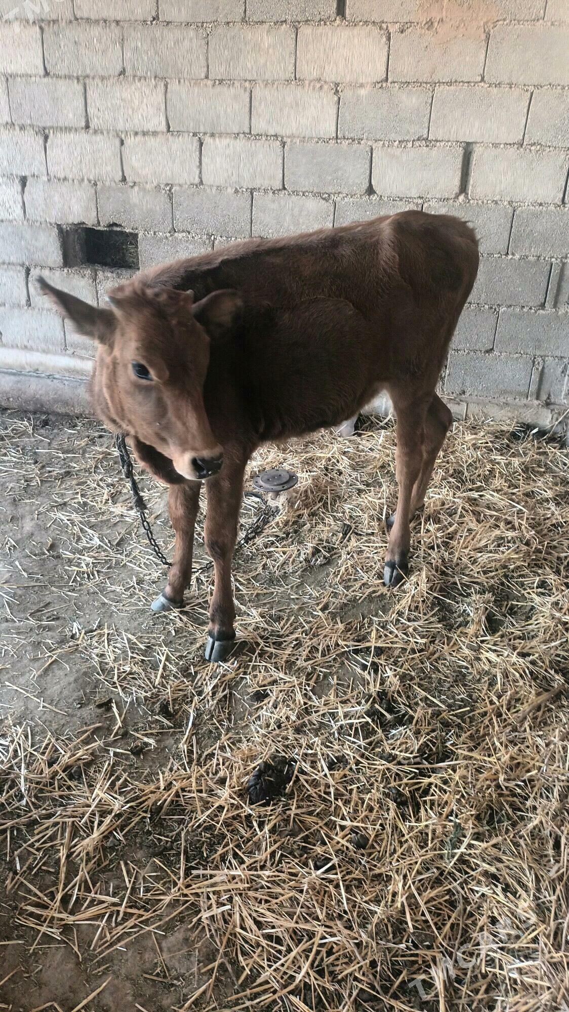 göle - Бабадайхан - img 2