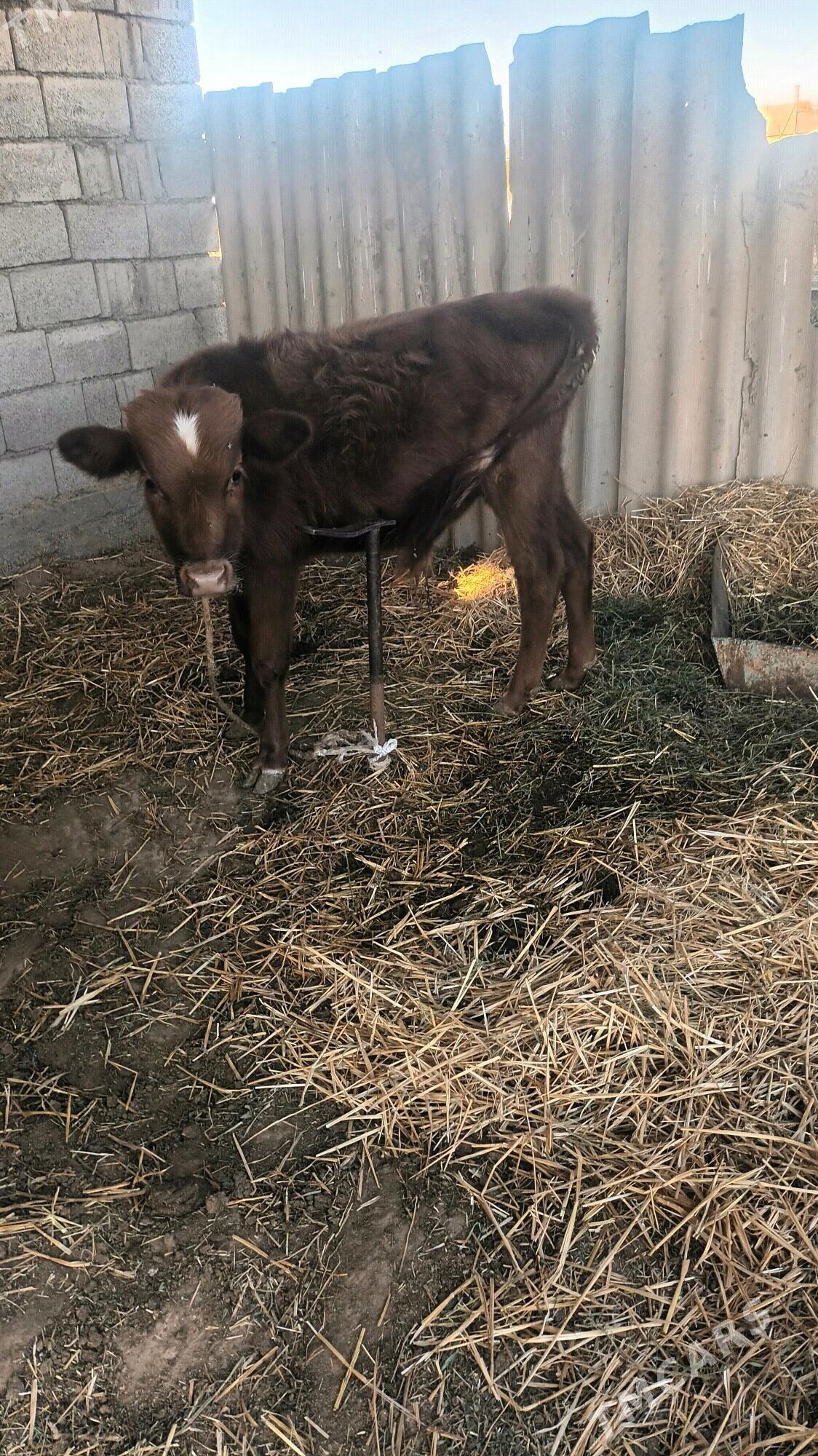 göle - Бабадайхан - img 3