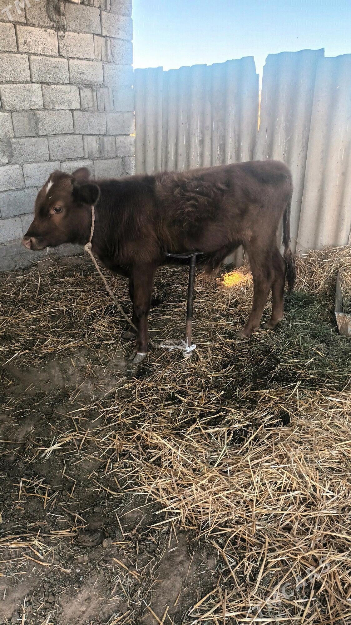 göle - Бабадайхан - img 4