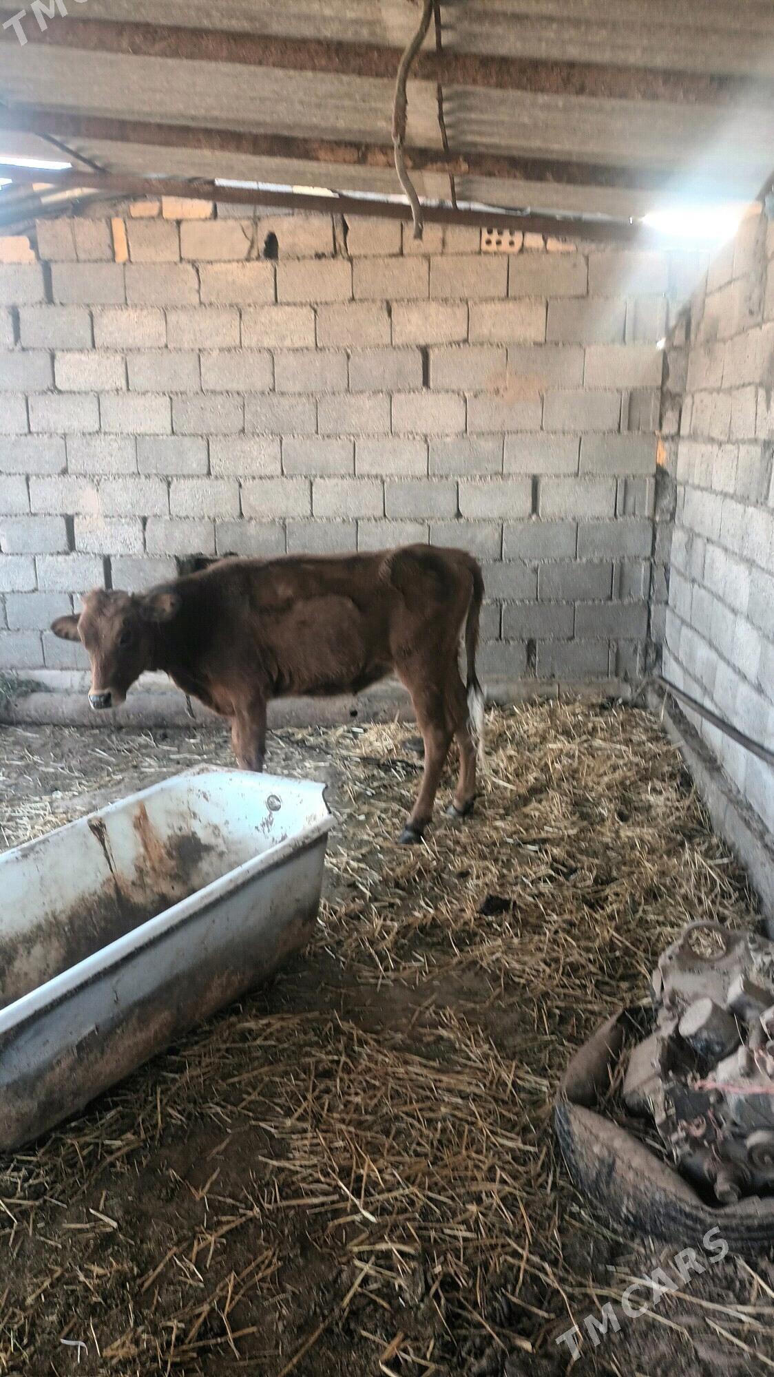 göle - Бабадайхан - img 5