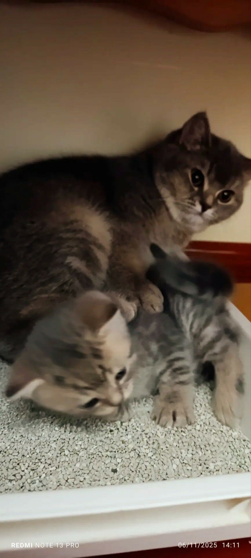 Девочки - Aşgabat - img 5