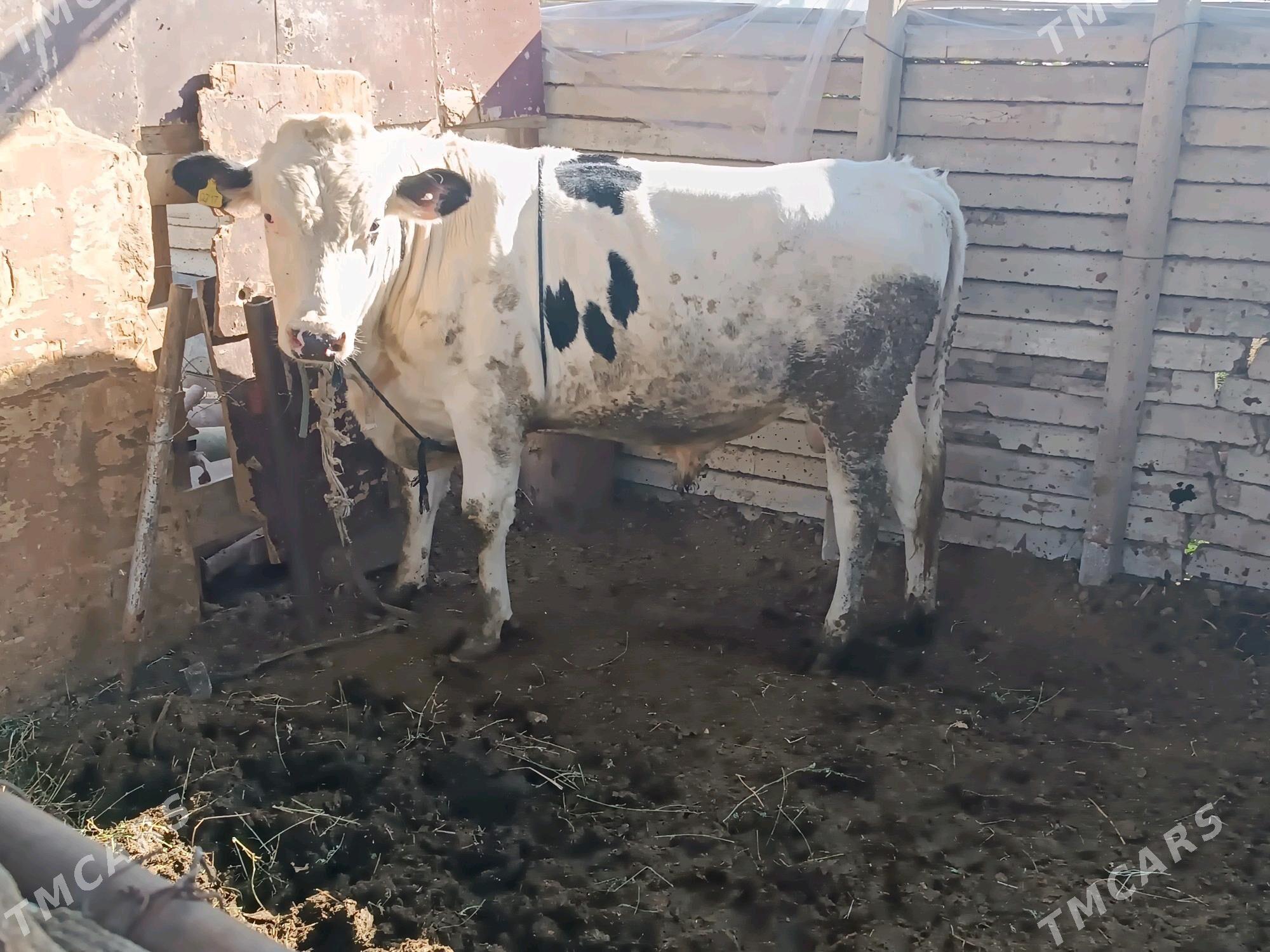 öküz ve bogaz sygyr - Гёкдепе - img 2