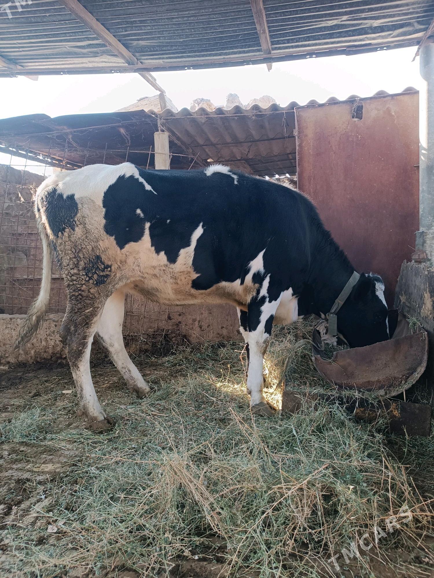 öküz ve bogaz sygyr - Гёкдепе - img 4