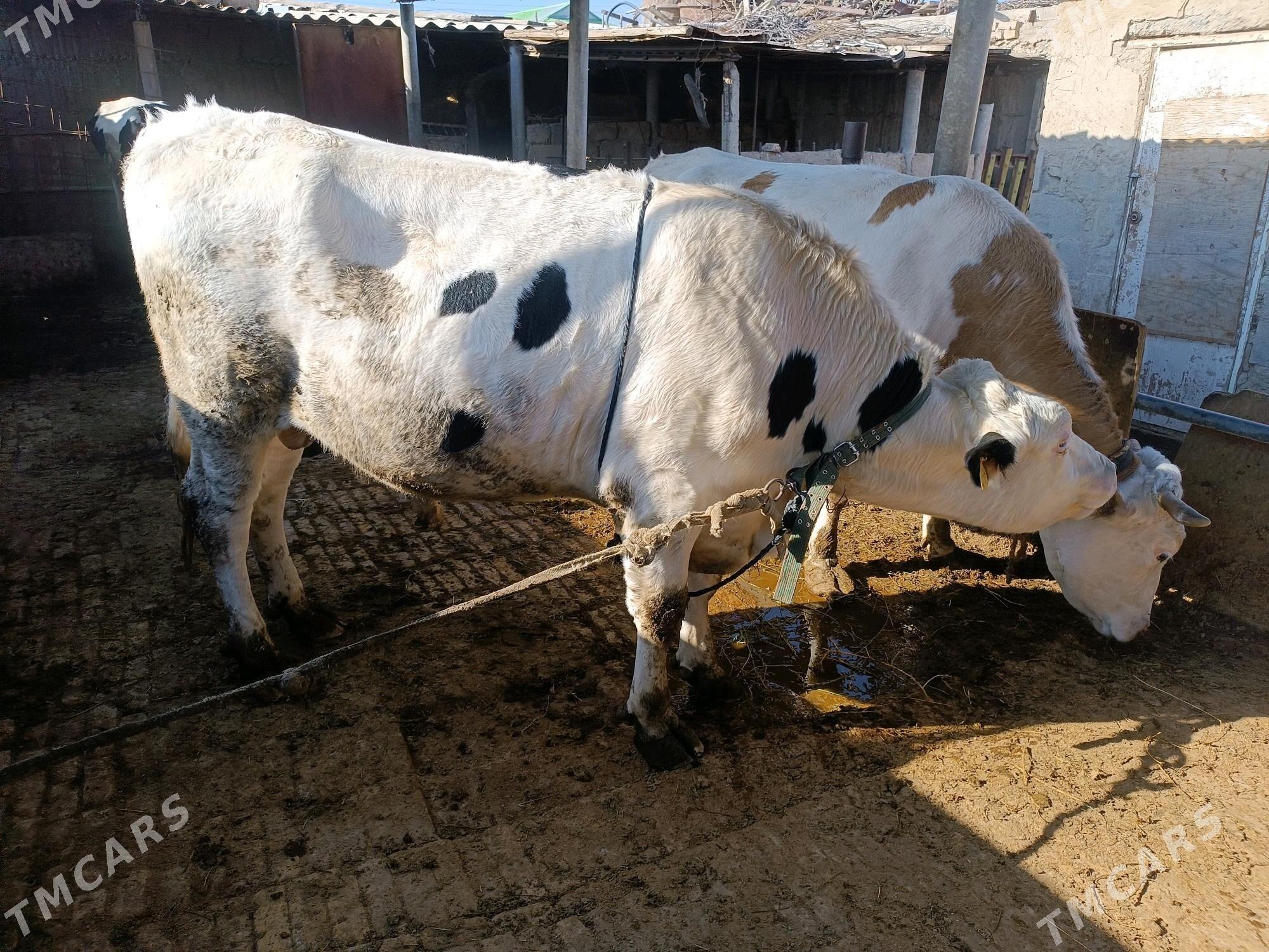 öküz ve bogaz sygyr - Гёкдепе - img 3