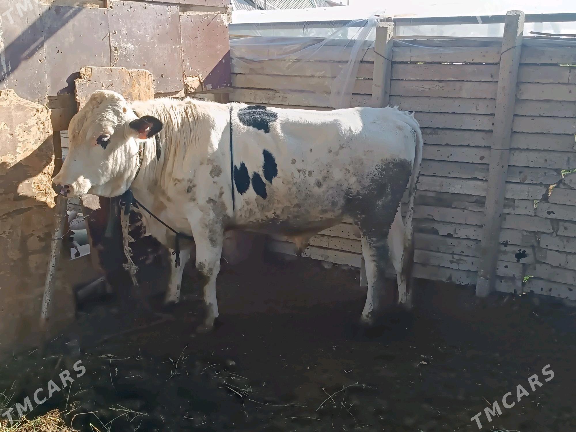 öküz ve bogaz sygyr - Гёкдепе - img 6