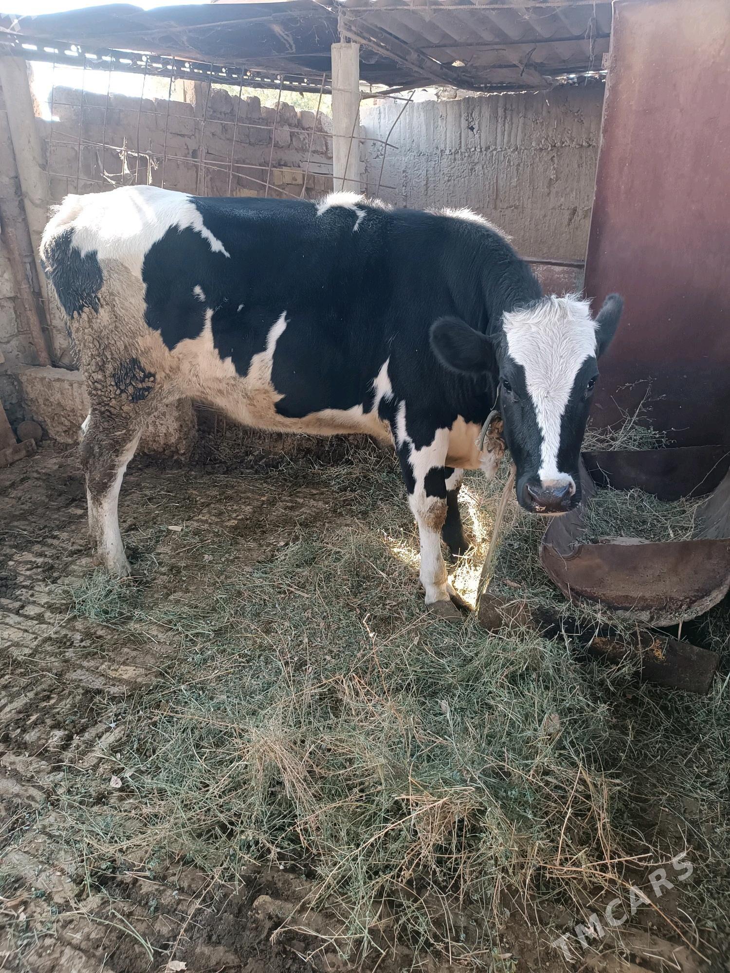 öküz ve bogaz sygyr - Гёкдепе - img 5