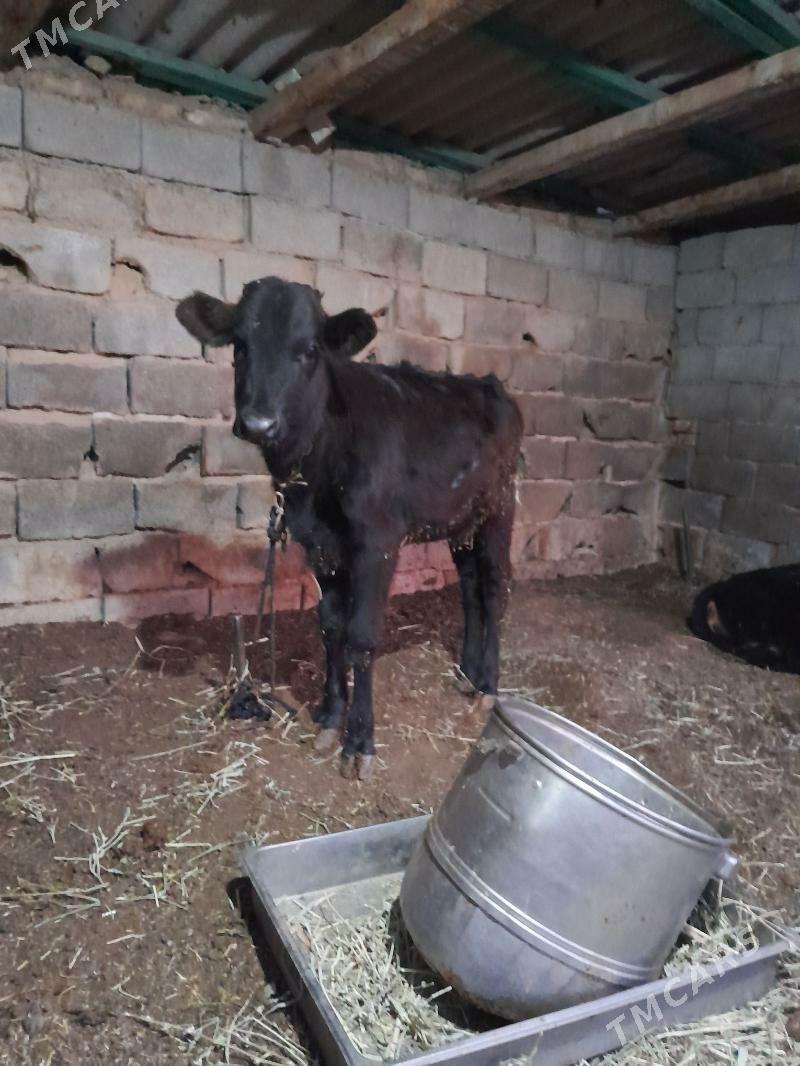 gole - Bagyr - img 2