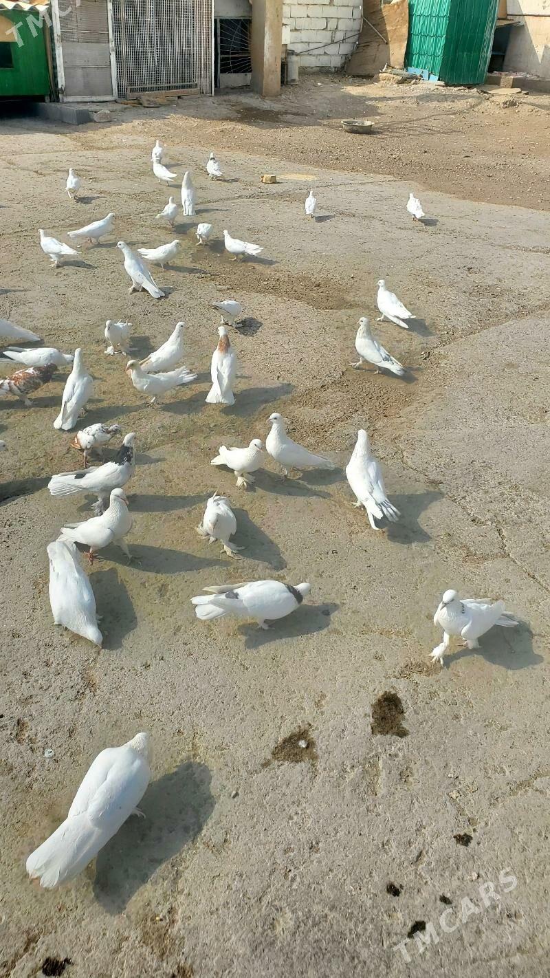 Kepderi Голуби - Бузмеин - img 10