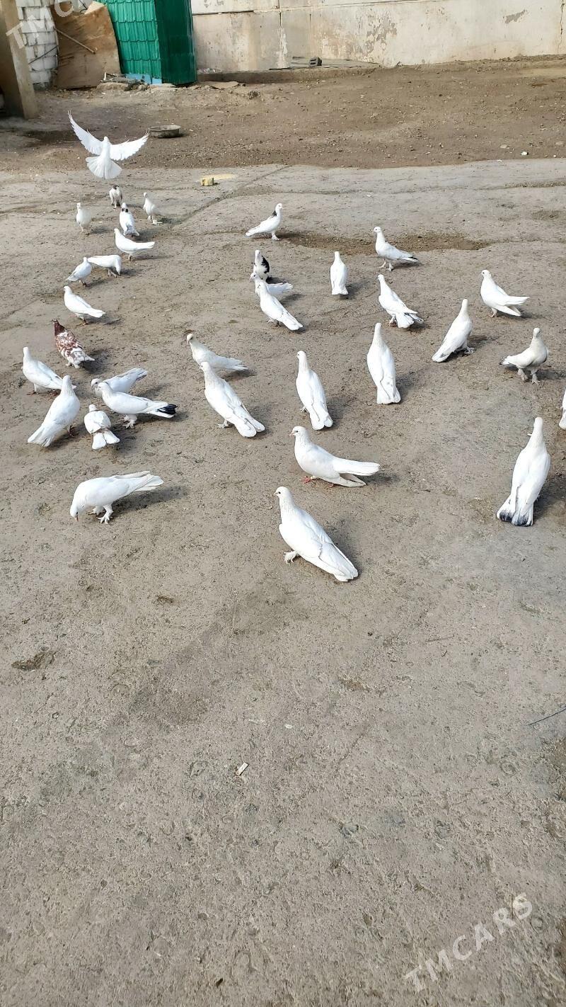 Kepderi Голуби - Бузмеин - img 3