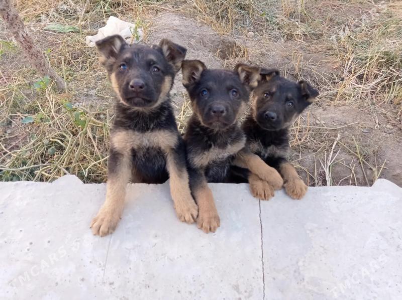 afçarka - Туркменабат - img 5