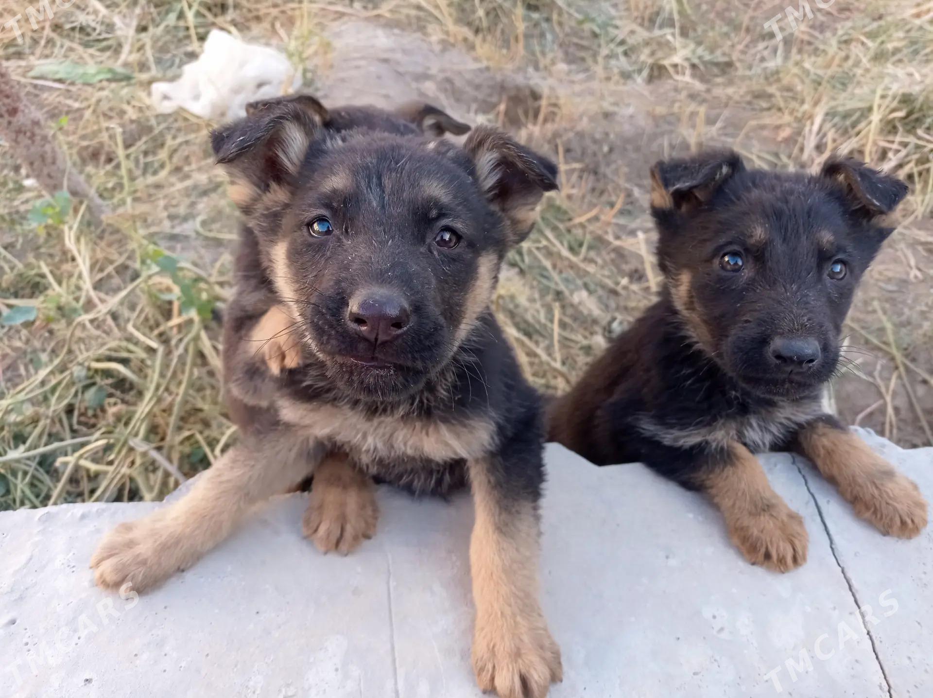 afçarka - Туркменабат - img 4