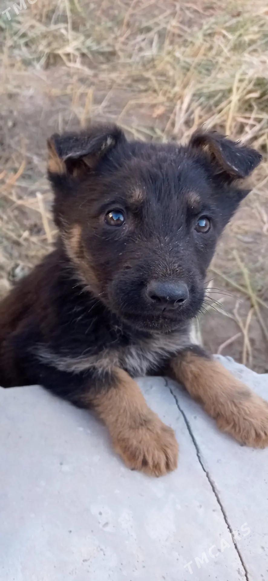 afçarka - Туркменабат - img 3