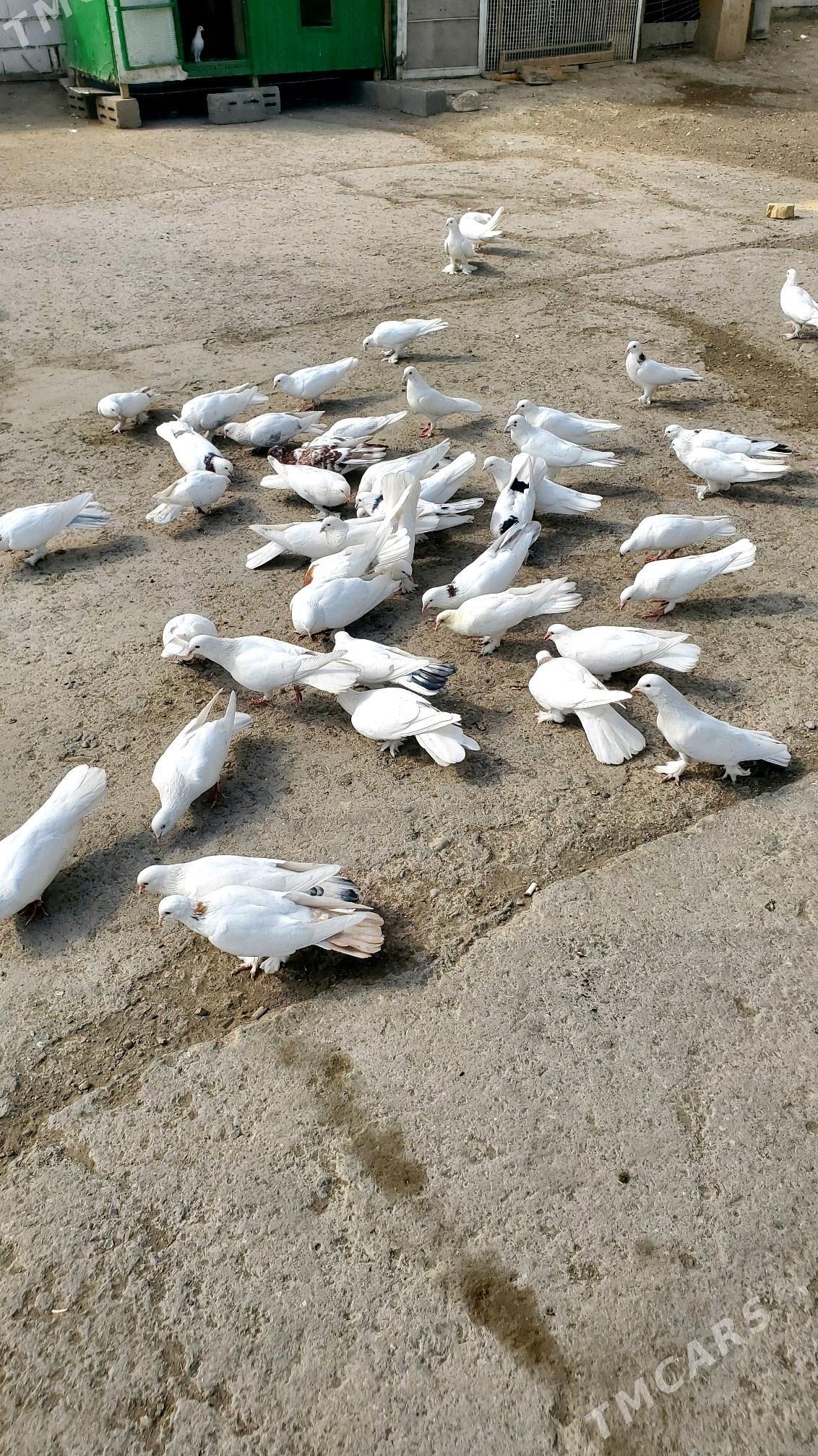 Kepderi Голуби - Бузмеин - img 7