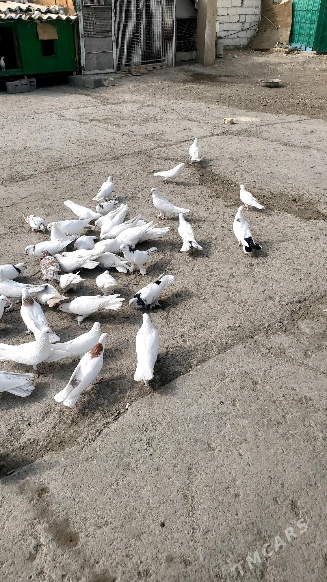 Kepderi Голуби - Бузмеин - img 6