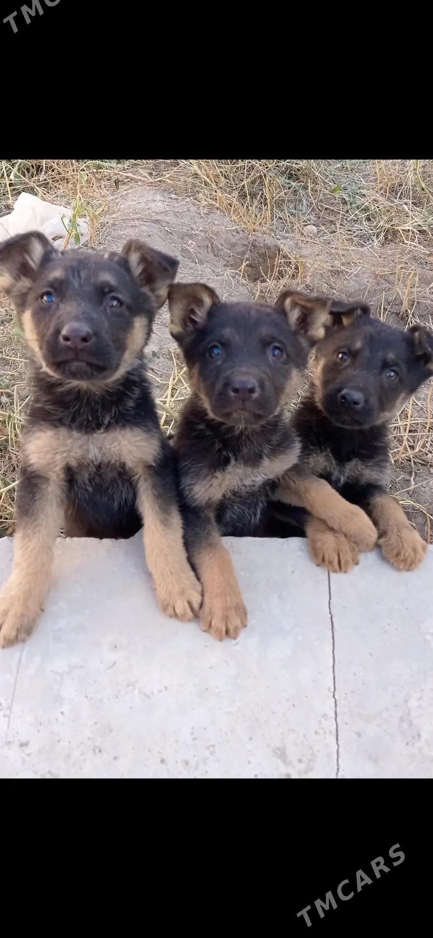 afçarka - Туркменабат - img 2