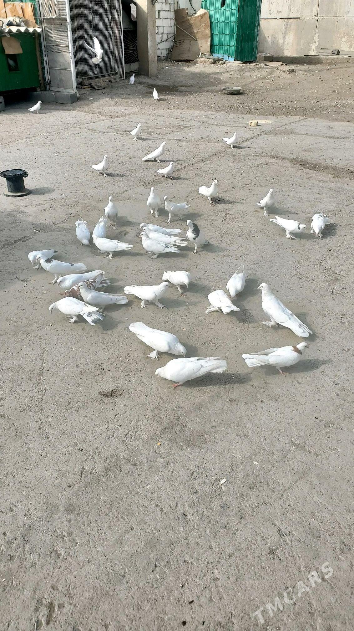 Kepderi Голуби - Бузмеин - img 5