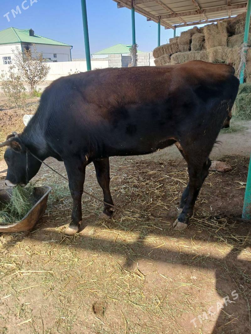 Tuwe - Гёкдепе - img 3