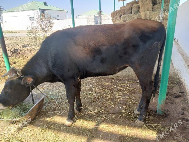 Tuwe - Гёкдепе - img 2